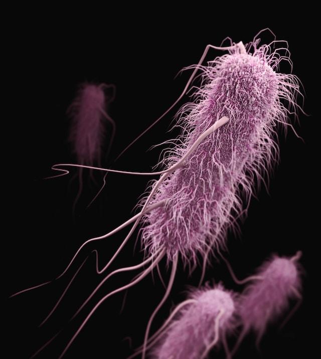 Helicobacter Pylori