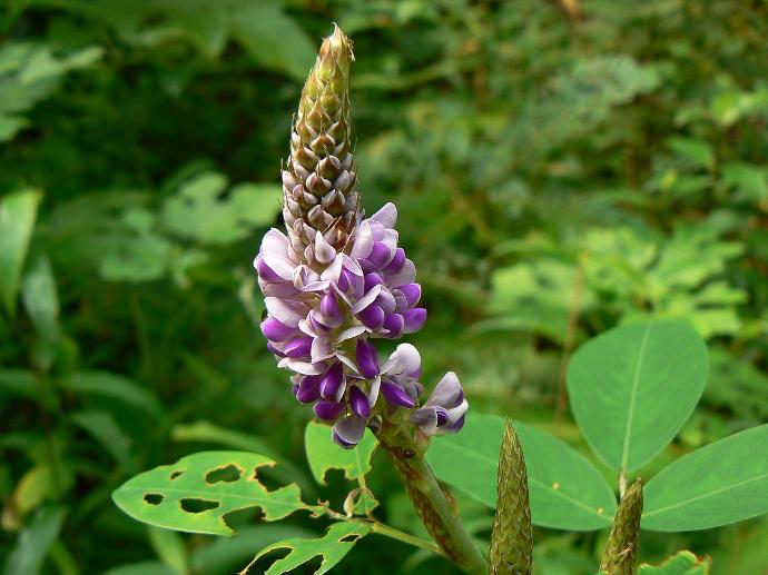 desmodium en fleur