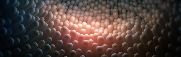 muqueuse intestinale