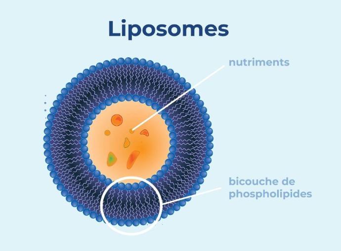 Coupe liposome sur fond bleu clair