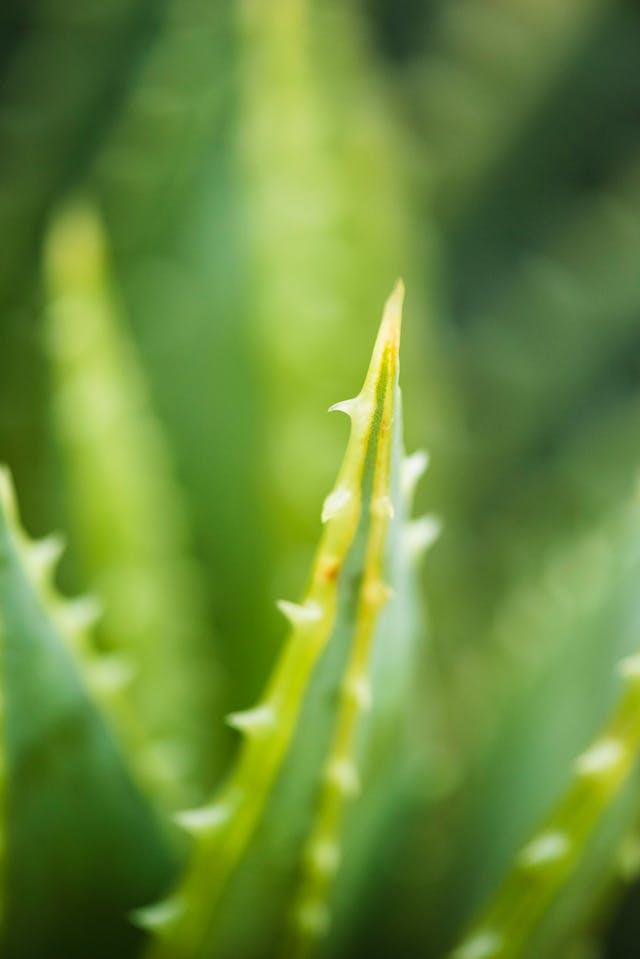 Aloe vera en gros plan